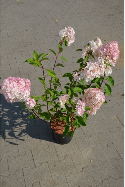 Гортензия Диамантино саженец в горшке 3 л